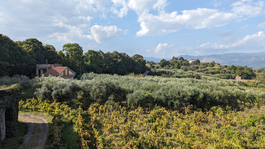 A Tenuta di Fessina Wine Tasting and Lunch